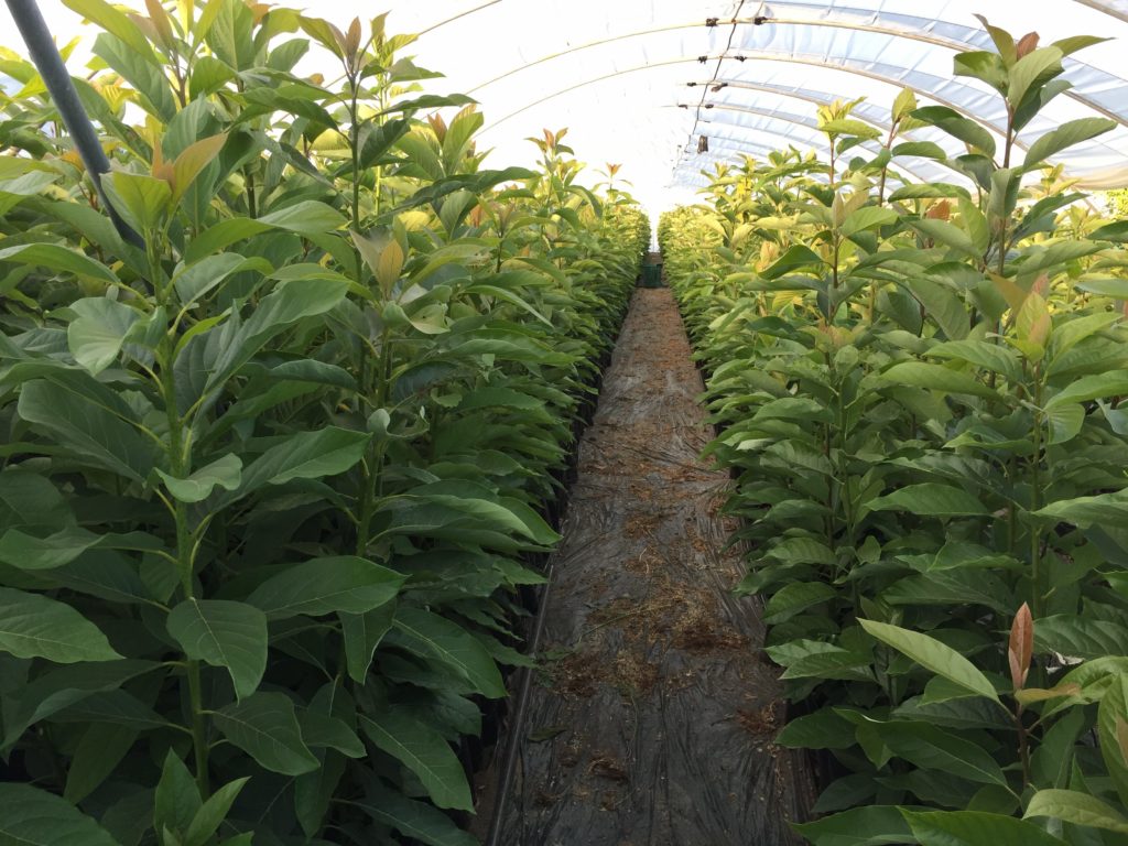 Vivero Tropical en VélezMálaga Viveros Loeva Aguacate, Mango y Lichi